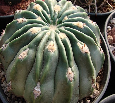 Echinocactus texensis - Cactus boule