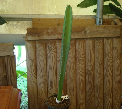 Cereus hexagonus - Cactus cierge