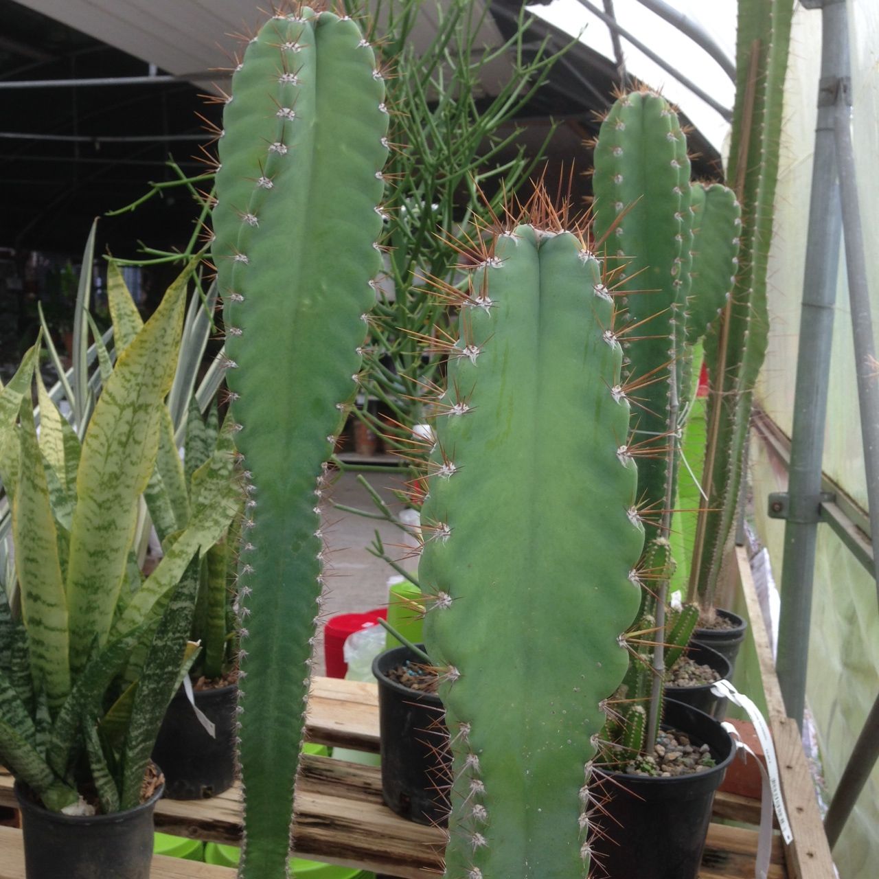 Cereus peruvianus - Cactus cierge du Pérou