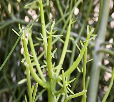 Euphorbia tirucalli - Cactus crayon