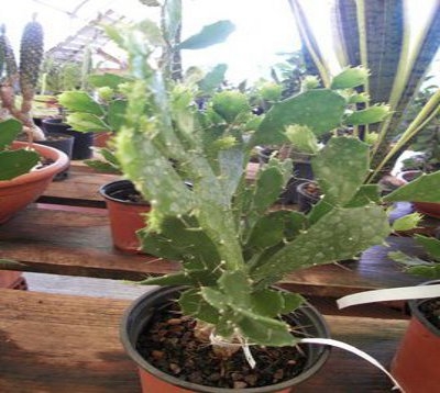 Opuntia ficus Indica - Cactus petite raquette
