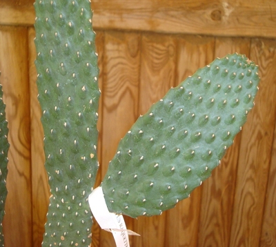 Nopalea Spp - Cactus raquette