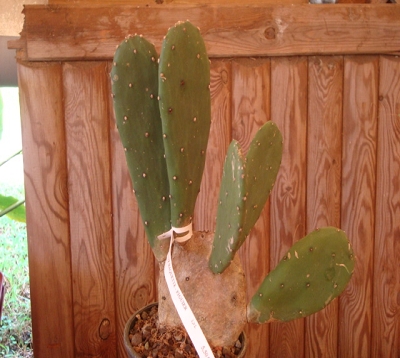 Opuntia ficus Indica - Cactus raquette sans épines