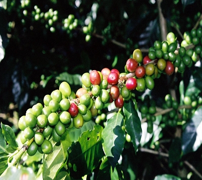 Coffea arabica  - Caféier