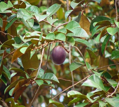 Chrysophyllum cainito - Caïmite