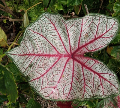 Caladium X hortulanum - Caladium