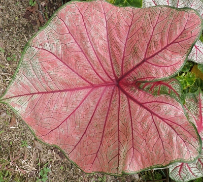 Caladium X hortulanum - Caladium rose