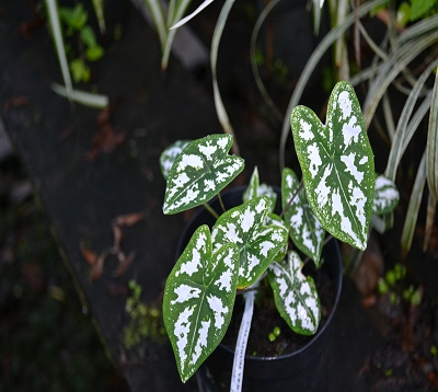 Caladium - Caladium vert et blanc