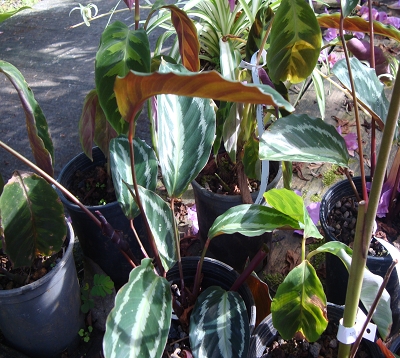 Calathea maranta - Calathea Maranta