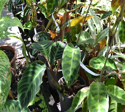 Calathea zebrina SPP- Calathea