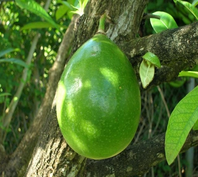 Crescentia cujete - Calebassier