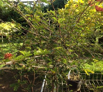 Calliandra tweedii - Calliandra rouge nain