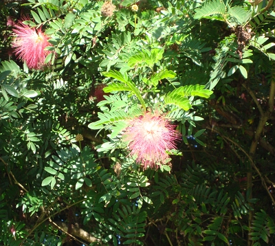 Calliandra haematocephala - Calliandra rouge