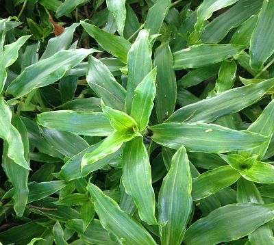 Callisia fragrans - Callisie odorante