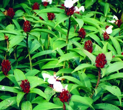 Costus speciosus - Canne d'eau