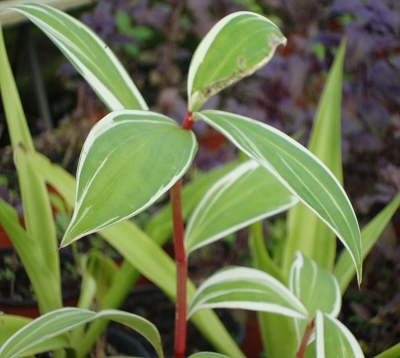 Costus speciosus variegata - Canne d'eau panachée