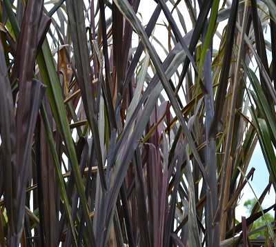 Saccarhum officinarum rubrum- Canne rouge
