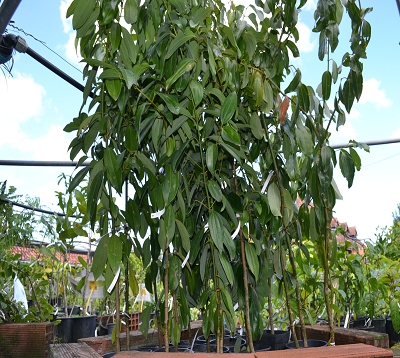 Cinnamomum spp - Canneliers