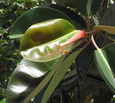 Ficus elastica - Caoutchouc