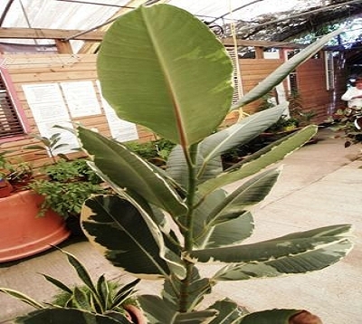 Ficus elastica variegata - Caoutchouc panaché