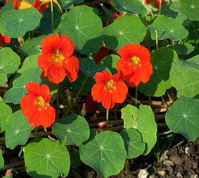 Tropaeolum majus - Capucine