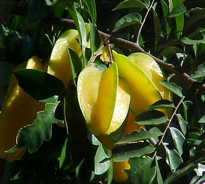 Averrhoa carambola - Carambole