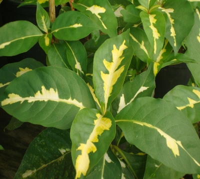 Graphtophyllum pictum - Caricature-larmes de la Vierge