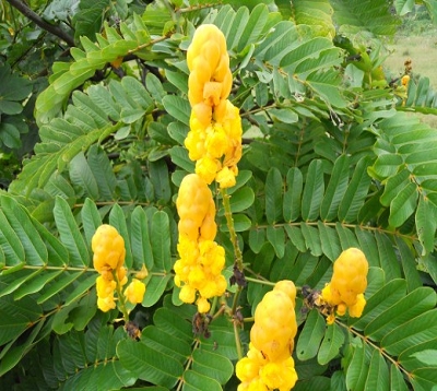 Cassia senna alata - Casse alata