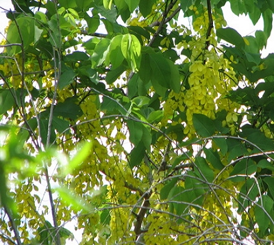 Cassia fistulata - Casse fistula