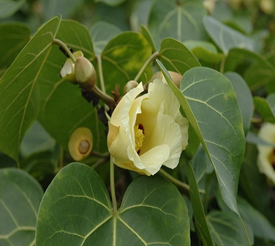 Thespesia populnea - Catalpa