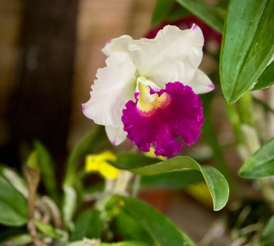Cattleya- orchidée