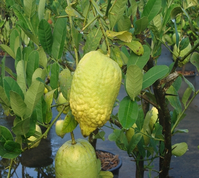 Citrus medica - Cédrat corsican