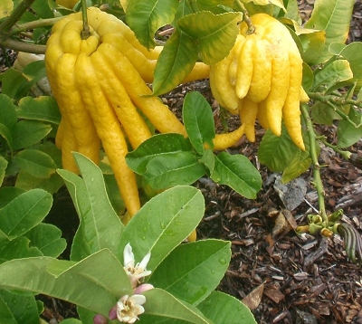 Citrus medica digitata - Cédrat main de Bouddah