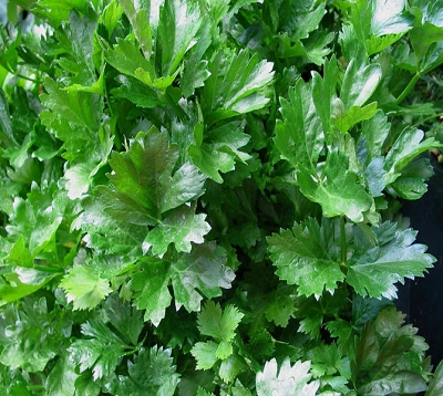 Apium graveolens - Céleri