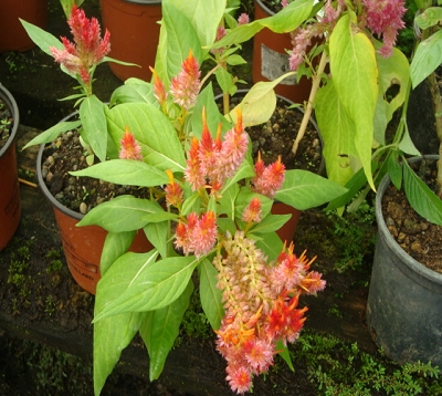 Celosia spicata - Celosie