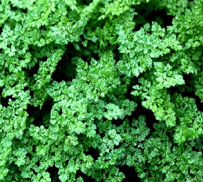 Anthriscus cerefolium - Cerfeuil