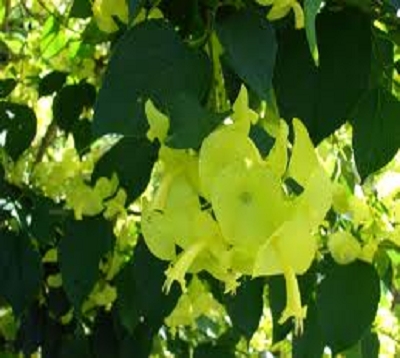 Holmskioldia sanguinea - Châpeau chinois jaune