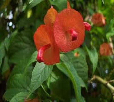 Holmskioldia sanguinea - Châpeau chinois orange