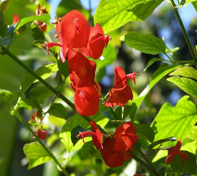 Holmskioldia sanguinea - Châpeau chinois rouge