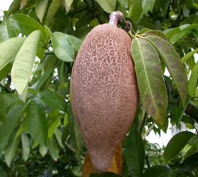 Pachira aquatica - Chataigner marron