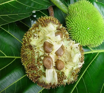 Artocarpus altilis seminifera - Châtaigner pays