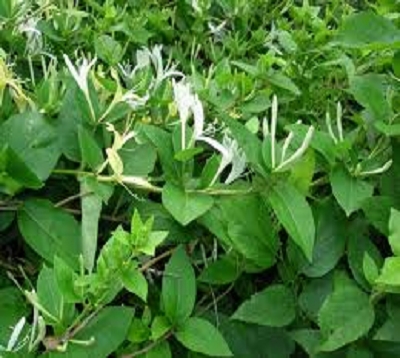 Lonicera japonica - Chèvrefeuille