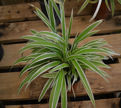 Chlorophytum laxum - Chlorophytum nain