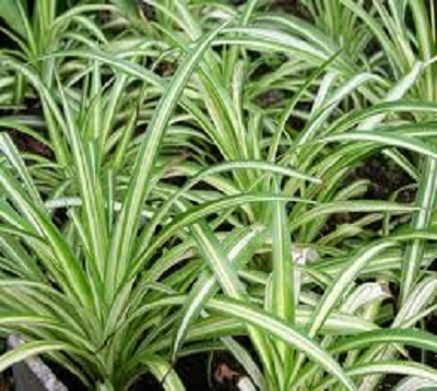 Chlorophytum comosum - Chlorophytum