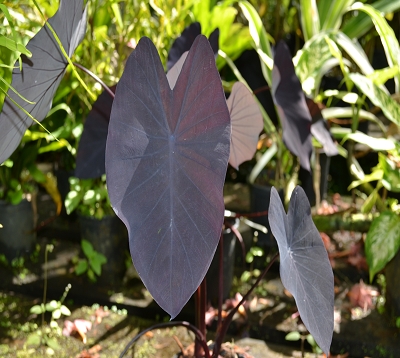 Colocasia violacea - Chou violet