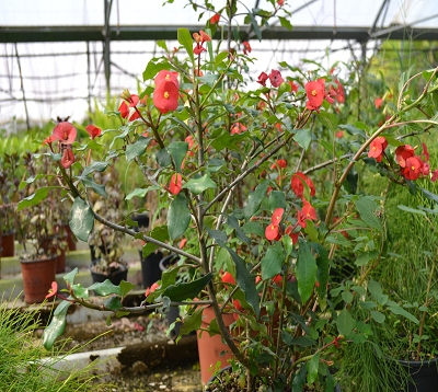 Euphorbia geroldii - Epines du Christ sans épines