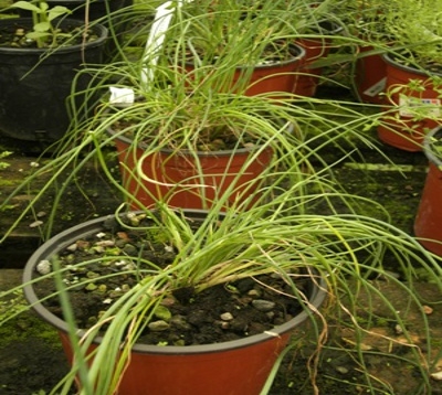 Allium schoenoprasum - Ciboulette