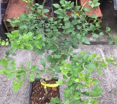 Microcitrus australasica - Citron caviar vert