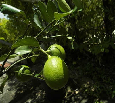Citrus meyeri - Citron meyer