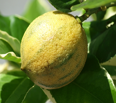 Citrus limon - Citron panaché